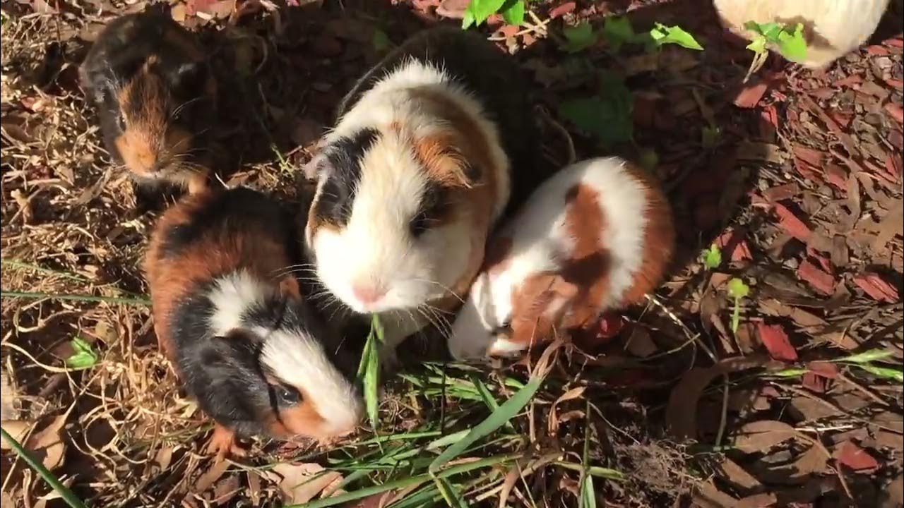 Guinea Pigs' Green Feast Adorable Piggies Nibbling on Fresh Grass 🌿🐹