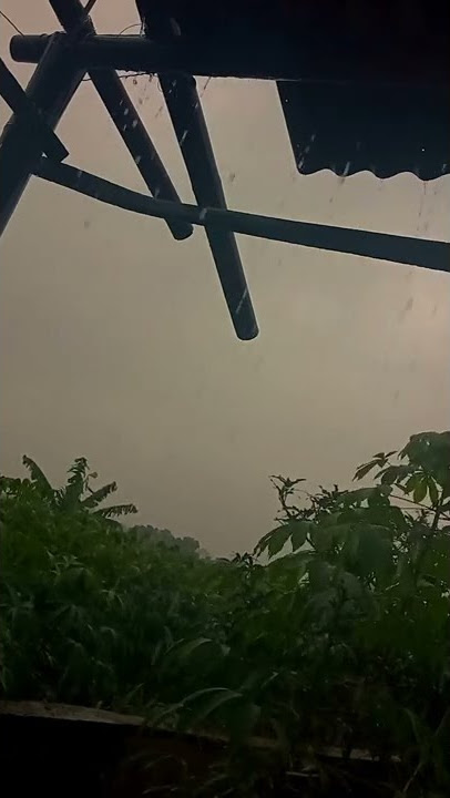 mentahan video hujan gerimis untuk story wa dan quotes