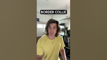 How dog breeds react to robbers PT 6