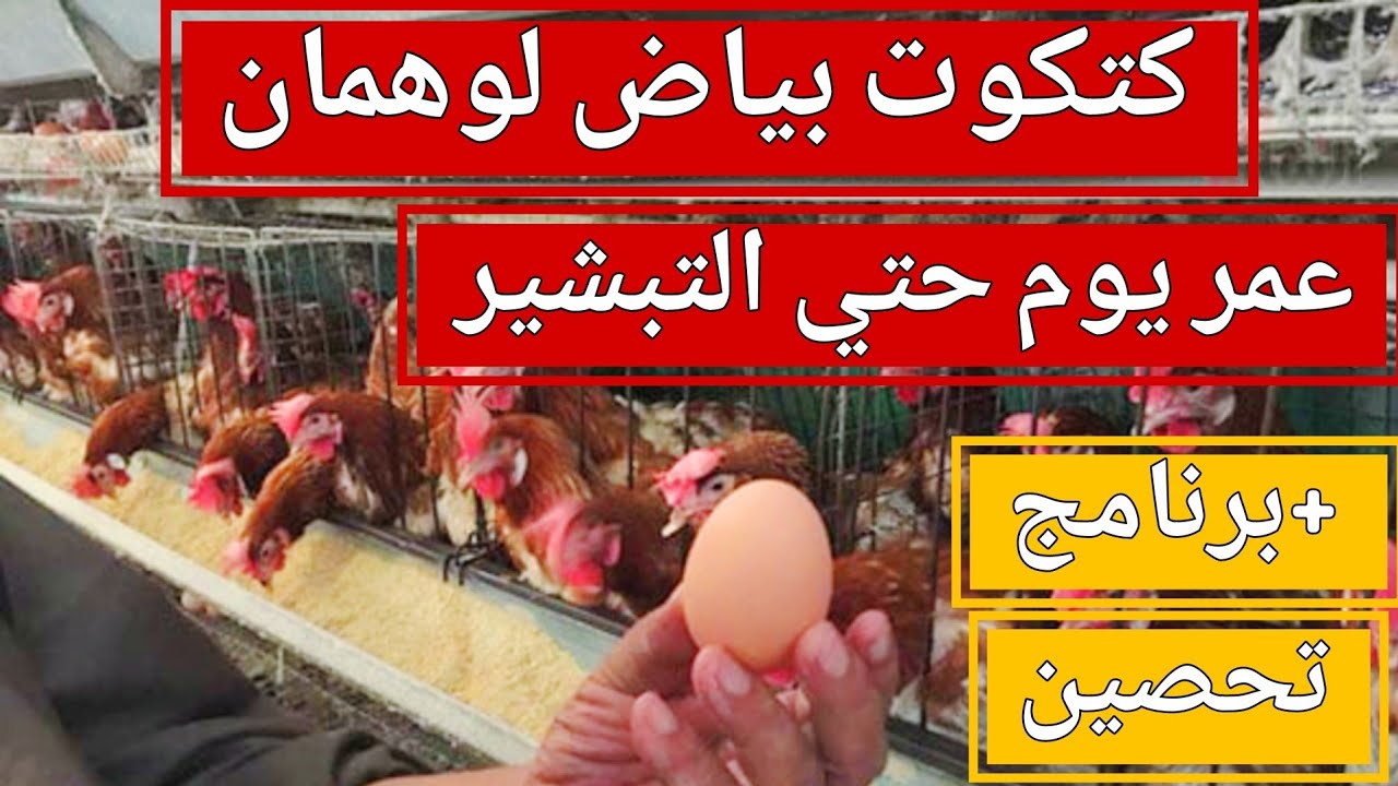 تكلفة تربية كتكوت بياض لوهمان +برنامج تحصين البياض