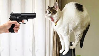 Funniest Animals 😄 New Funny Cats and Dogs Videos 😹🐶 by Pet Hub 1,678 views 3 weeks ago 11 minutes, 5 seconds