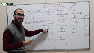 الغدة الكظرية 6 - فرط التنسج الكظري الخلقي Congenital Adrenal Hyperplasia