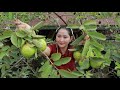 Picking Guava For Eating Hot Chili | Guava Eating | Sros Yummy Cooking Vlogs