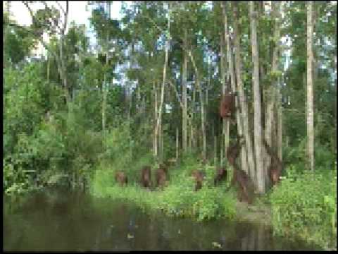 Orangutan Island - Walking Upright