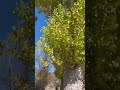 Homi’s Daily Life | Running Through Winter Wind, Chasing Golden Ginkgo Leaves at Big Bear Lake.