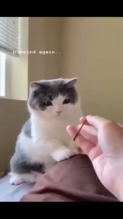 aaaaaa🤣🤣_#shorts#funny#cat#rection#petrction#viral#op#vk#recindont#ytshorts#vkgaminga