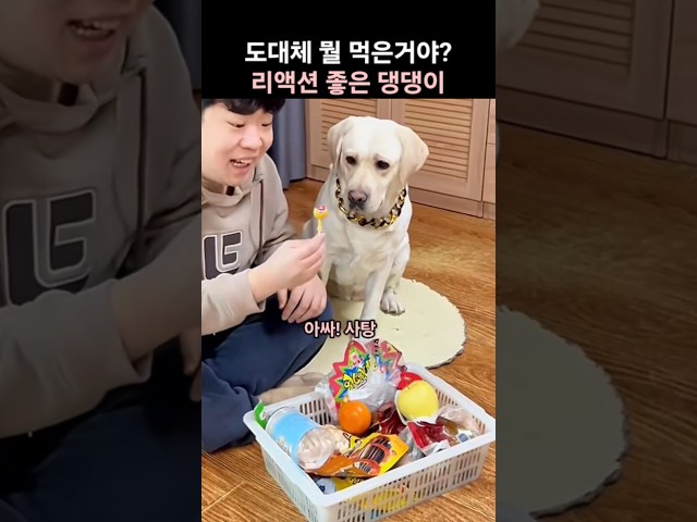 도대체 뭘 먹은거야? 리액션 좋은 댕댕이