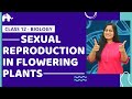 Sexual Reproduction in Flowering plants Class 12 | CBSE NEET