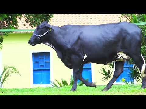 LOTE 100   GERALDA FIV MYTYME SANTA LUZIA   4430CK