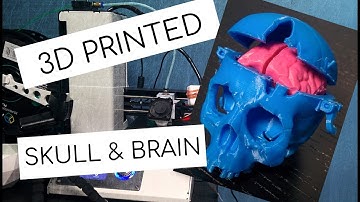 3D Printed Skull and Brain! (Timelapse!)