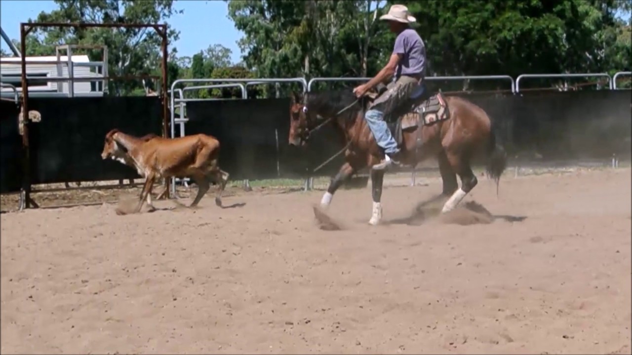 LOT 269 TAPT DANCING DUCK 2017 Landmark Supreme Toowoomba Horse Sale