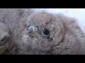 Mother Kestrel Doesn't Feed Her Foster Chicks For A Special Reason (Part 2) | Kritter Klub