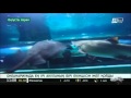 Океанариумда ең ірі акуланың бірі екіншісін жеп қойды