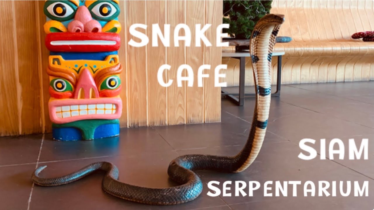 AMAZING SNAKE CAFE | SIAM SERPENTARIUM | BANGKOK, THAILAND