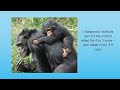 Exploring The Human-Ape Paradox -  Tetsuro Matsuzawa, Linda Marchant, Barry Bogin