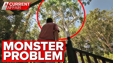 Council refuses to remove monster tree that has locals scared | A Current Affair