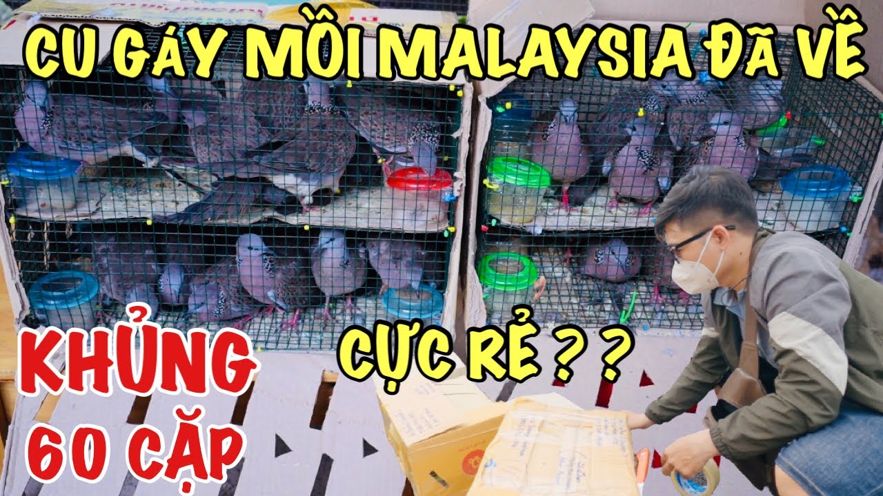 giá tiền malaysia New Update 🔴 Cu gáy giống malaysia giá rẻ ??