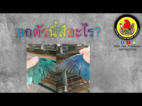 (Live) การดูสีนกเลิฟเบิร์ดพื้นฐาน ตอน1