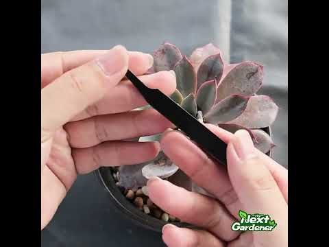 Video: Succulent Essentials: Essential Tools for Succulent Growing