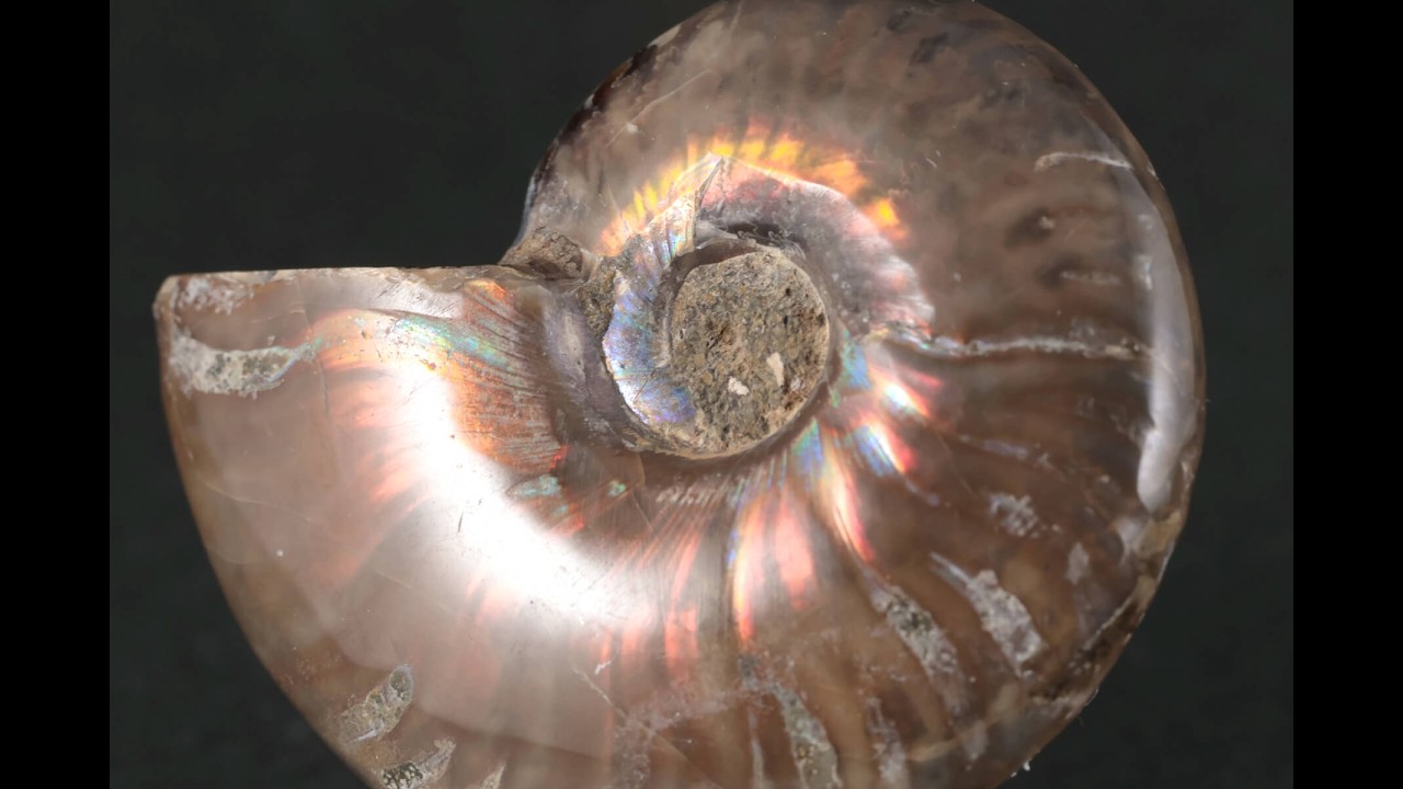 ファイヤーアンモナイト 化石 24.3g / Ammonite Fossil - YouTube