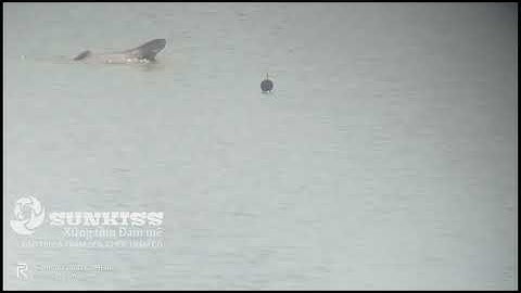 Cận cảnh cá Trắm Đen thở ổ ăn mồi