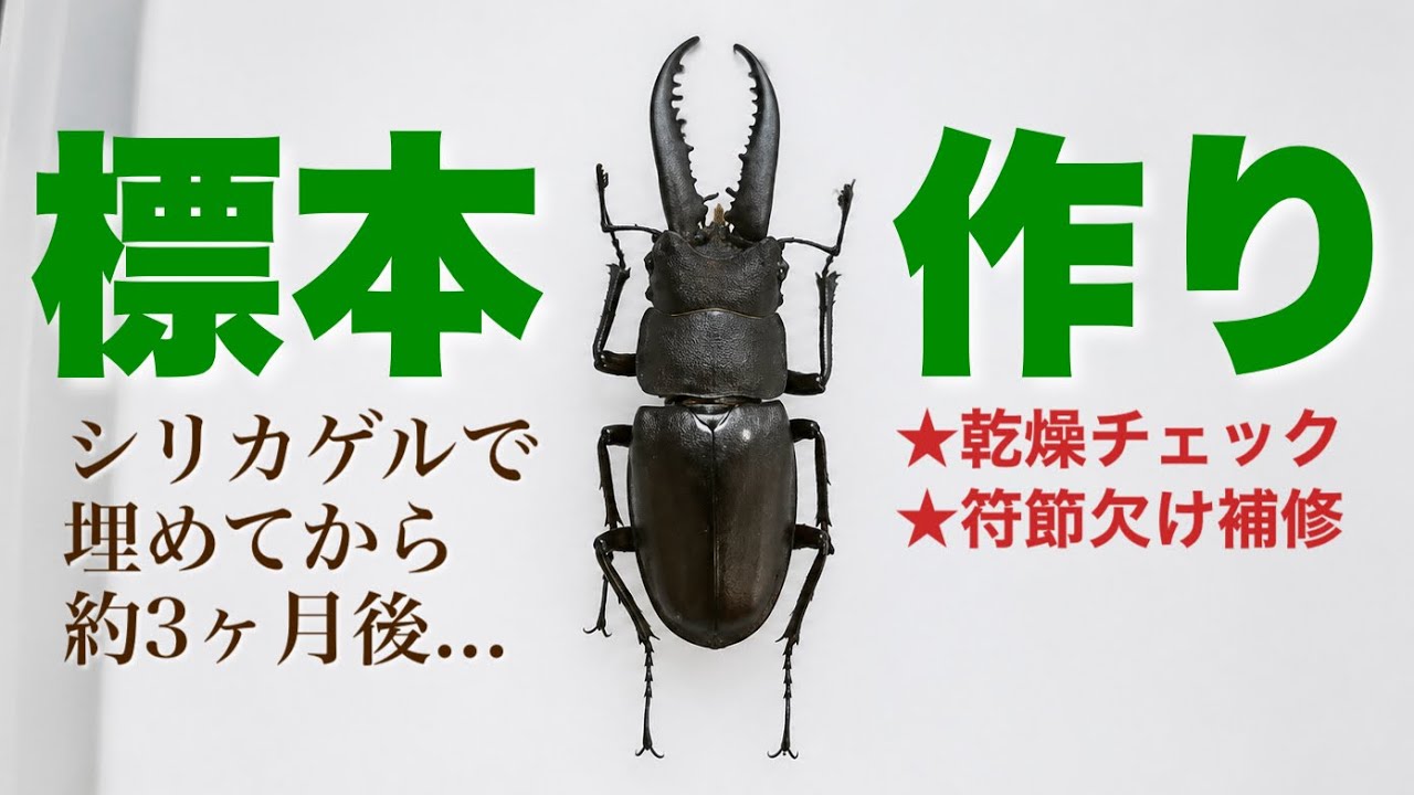 クワガタの標本作り!! 乾燥チェック編【シリカゲル風呂から取り出し