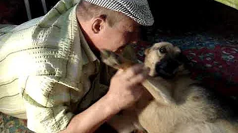Симптомы и помощь собаке при укусе змеи