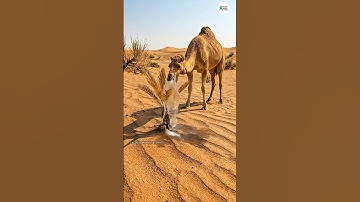 A date of plant saved by camel 🐪❤️ very heart touching story #trending #viral #shorts #ai #aistory