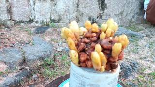 Full (dx)10.m624... Gl củ linh cẩu 150k lh0707713796khuongbonsai Guide