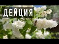 Цветет дейция | Медоносные растения | ПчелоСад