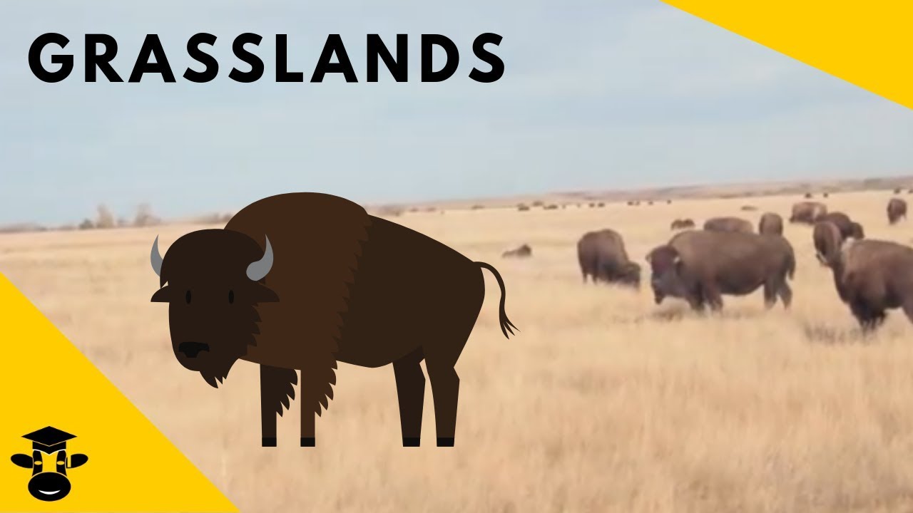 Grasslands Biomes Of The World You