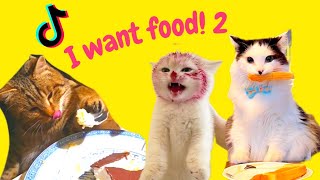Cat Stealing food  PT2. The cats are hungry and just want to have a tiny bite l Funny Catsl Ohhooman by Oh Hooman 440 views 1 year ago 4 minutes, 54 seconds