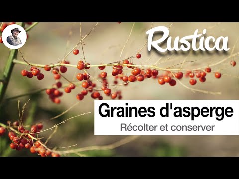 Vidéo: Propagation des plantes d'asperges - Cultiver des asperges à partir de graines ou de divisions