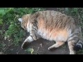 Супер толстый кот вышел погулять
