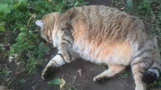 Супер толстый кот вышел погулять