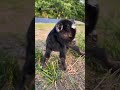 Goat sounds are adorable 🥰!! 🐐🩷 #animals #cute #snuggly #babygoats #shorts #so cute