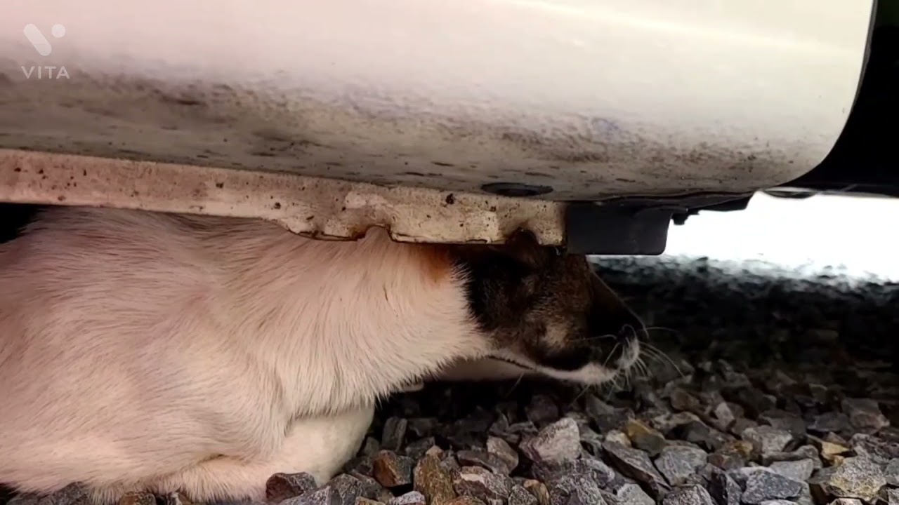 暴れる子犬も大丈夫 上手に爪切りをする方法 Youtube