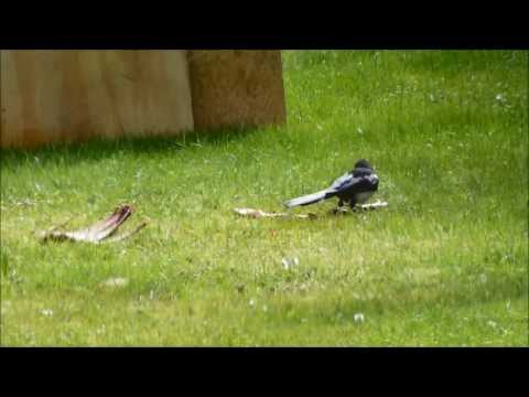 Video: Magpies distrug cuiburile?