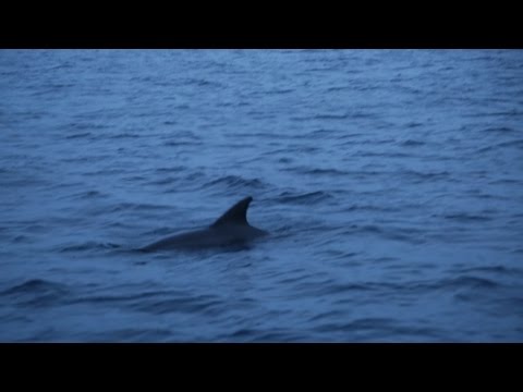 Maldives: swimming with