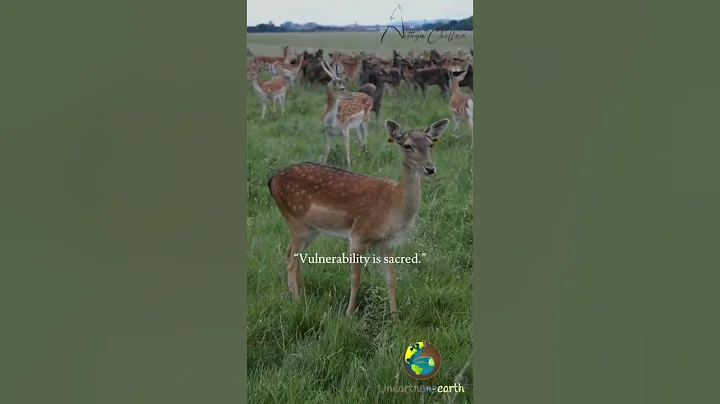 Deer teaches us to be vulnerable! 😊 #shorts #learning #nature #animals #deer #vulnerability #love