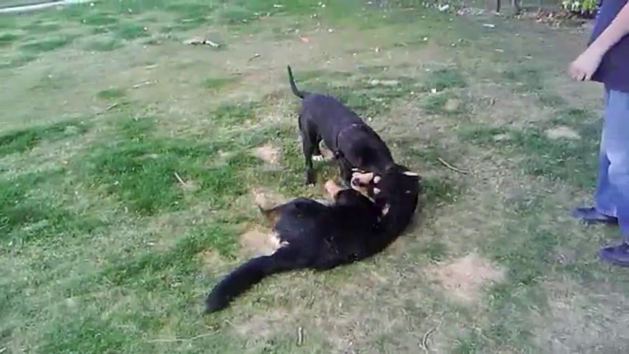 Pitbull Almost Kills A Rottweiler Youtube