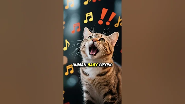 Video 11510781: siamese cat talking, cat facts