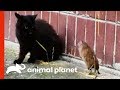 The ultimate unexpected rat vs cat faceoff  weird true  freaky