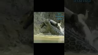 Tiger Caught A Big Crocodile Amazing Whatsapp Status New Whatsapp Status