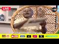 CAPTAIN SMART WITH ONUA MAAKYE LIVE ON KUSI ISAAC MEDIA /19/03/2026