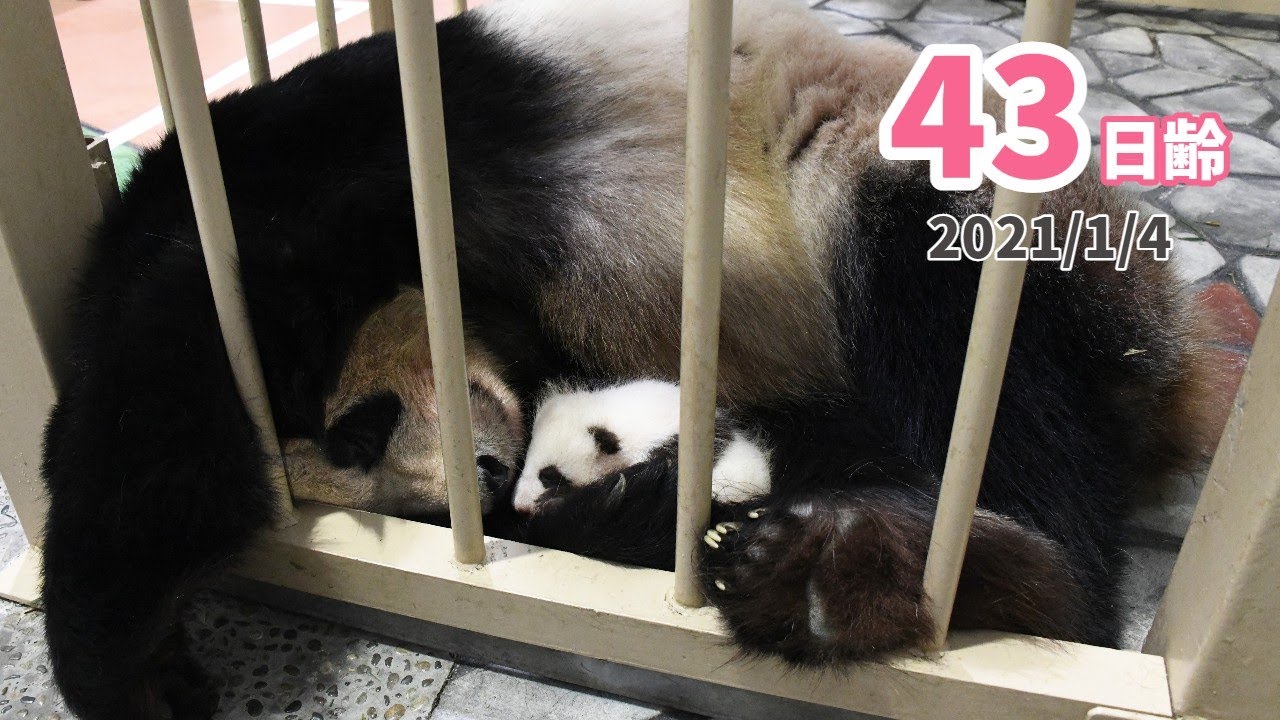 パンダの赤ちゃん ぐっすり寝ている親子の寝息 43日齢 Youtube パンダの赤ちゃん ぐっすり寝ている親子の寝息 43日齢 Youtube