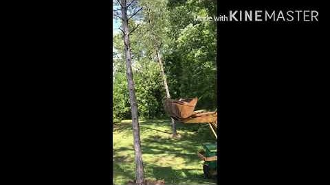 Pushing a tree down with a tractor