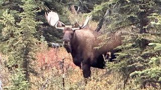 Moose Hunting From An Alaskan’s Perspective