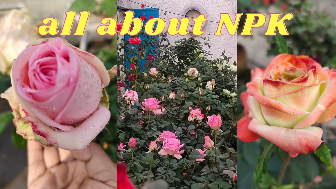 All about NPK | npk for different stages of plants|Details about the best brand, best saler