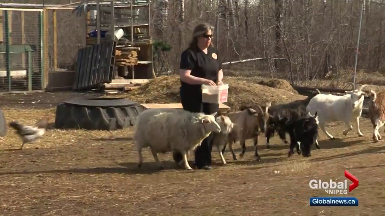 Farm Fitness: Goat yoga comes to Manitoba